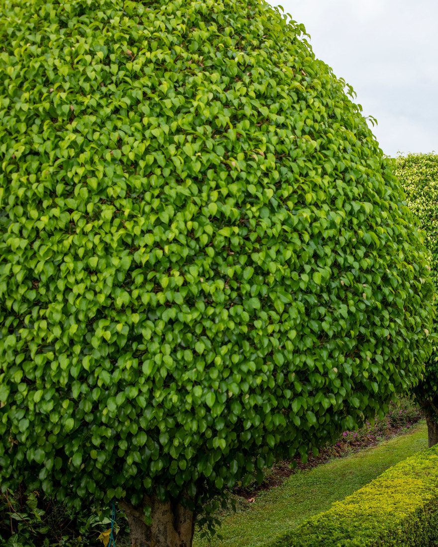 Reihe geschnittener Baumkronen über einer niedrigen Hecke, daneben ein gepflasterter Weg entlang eines Gebäudes